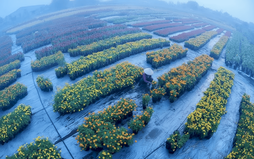 Du khách tham quan làng hoa nên chuẩn bị tiền mặt nếu muốn mua hoa hoặc kiểng làm quà